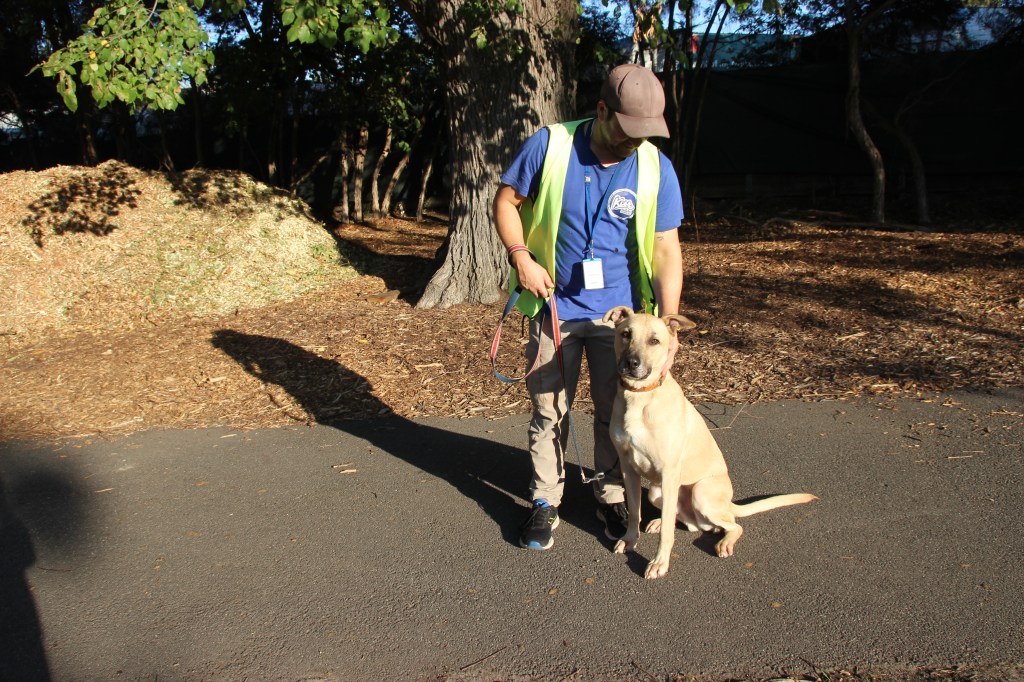 City Council takes a “paws” in pound contract negotiations after community push&nbsp;back